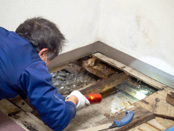 Best Home Mold Removal  in Hazel Green, AL