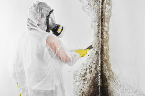 Mold Removal and Inspection in Hazel Green, AL