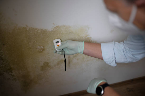 Best Mold Removal and Inspection  in Hazel Green, AL