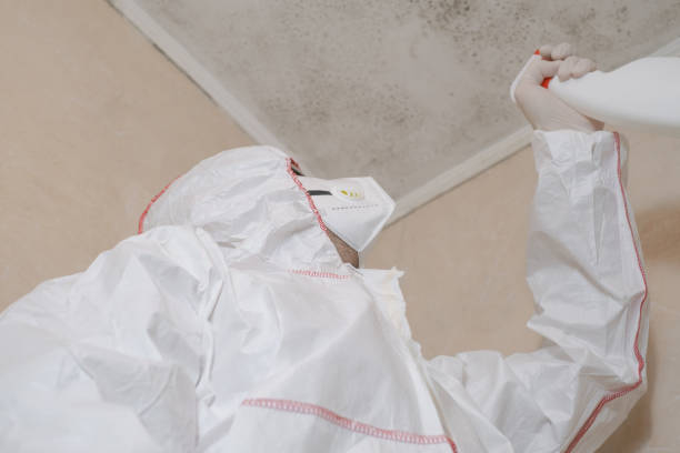 Best Affordable Mold Removal  in Hazel Green, AL