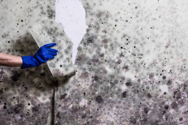 Best Same-Day Mold Removal  in Hazel Green, AL