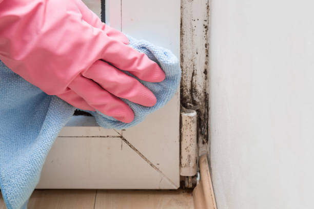 Best Commercial Mold Removal  in Hazel Green, AL