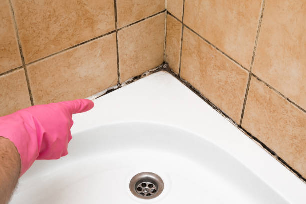 Best Toxic Mold Removal  in Hazel Green, AL