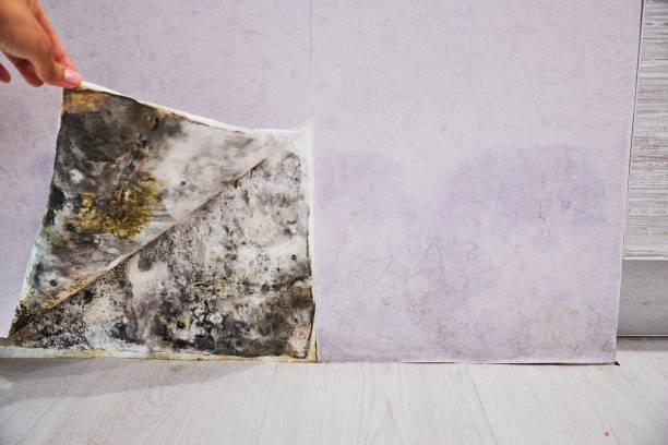 Crawl Space Mold Removal in Hazel Green, AL